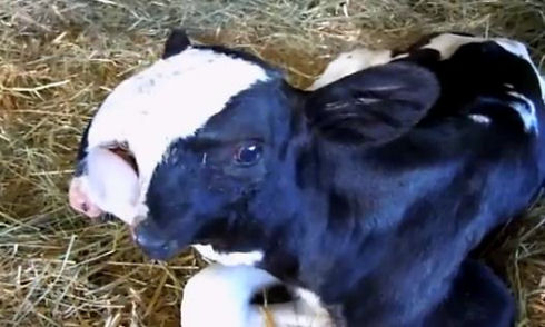 Rare Calf