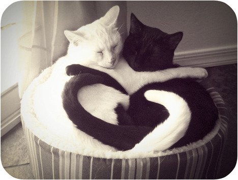 blog-bu_cat26