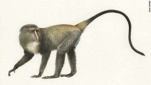 monkey-6