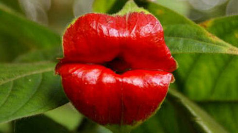 Psychotria-Elata-2