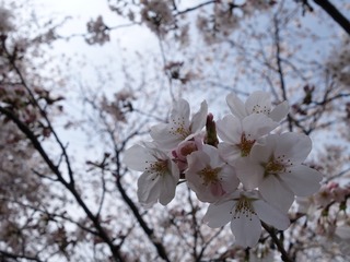 DSC07533_R