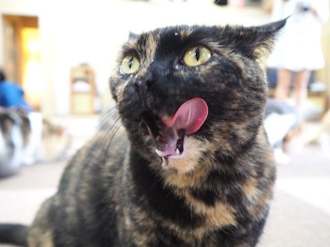 うまっ のコピー