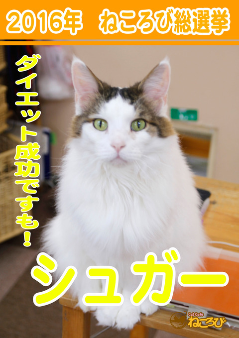 ¥·¥å¥¬¡¼