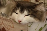 サスケうとうと