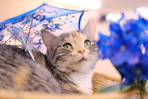 アールグレイさん