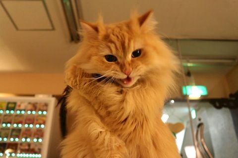 アイーン のコピー