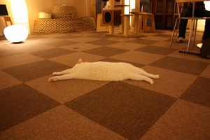 この白い物体は?