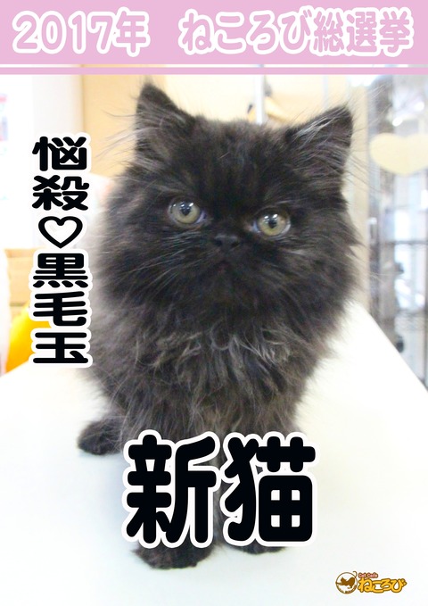 新猫