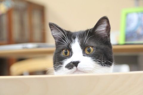 IMG_4517