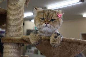 �饤����