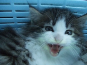 702