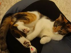 DSC00706