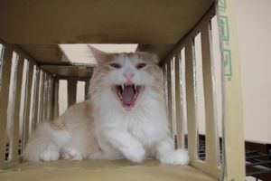 きなこ1