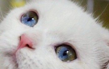 question_1_img_96d04