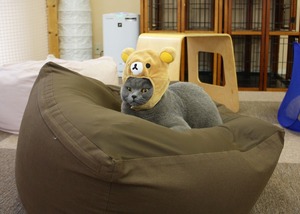 また変なの被らせたわね。