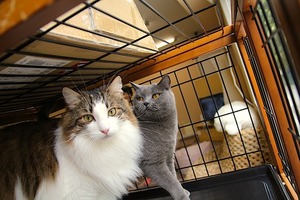 IMG_4020