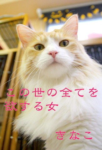 きなこ