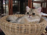 どんぐり