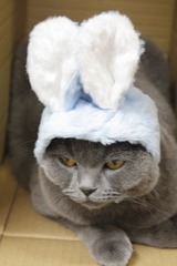 あんこぴょん