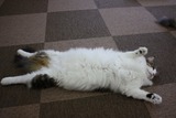 イケメンゴローン