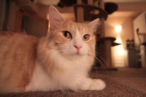 きなこ2