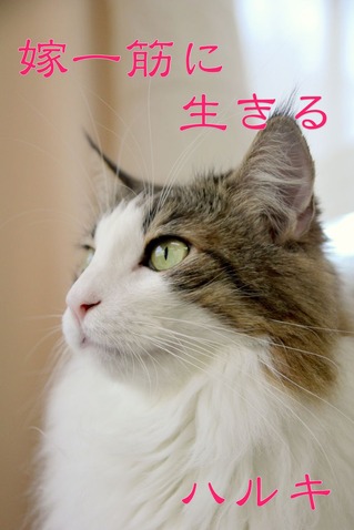 ハルキ