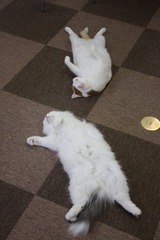 ユニゾンでゴローン