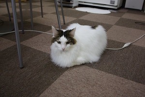 シュガさん
