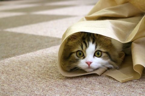 かくれんぼこたちゃん