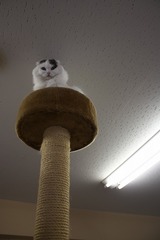 高い