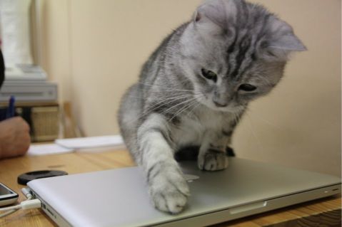IMG_8360¡ÊÊÑ´¹¸å¡Ë