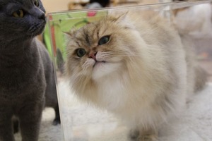 くりりんくんか