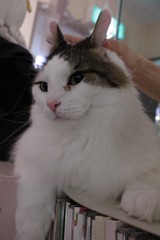シュガぴょん