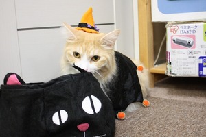 きなこハロウィン