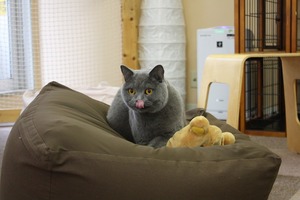 いやんなっちゃう。