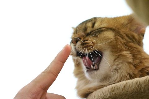 01_指くちゃ〜!! のコピー