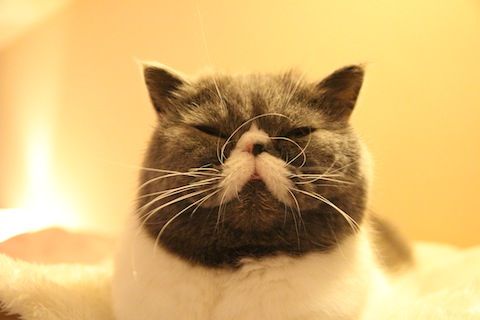 IMG_0538