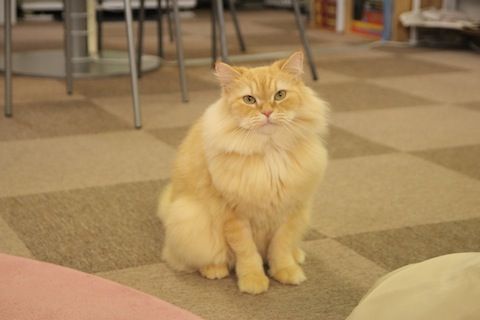 IMG_5254 のコピー