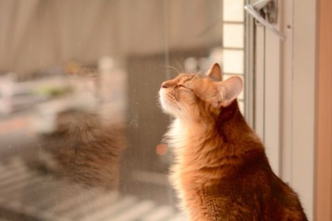 瞑想 のコピー
