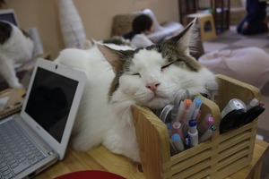 ペン立ての上にて