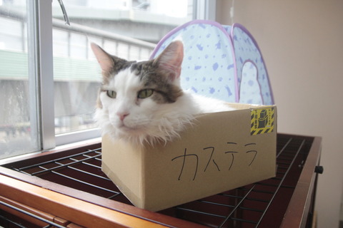 _MG_2300 のコピー