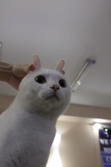 プリぴょん