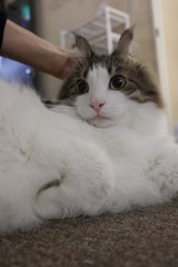 イケぴょん