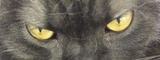 ̵��fff