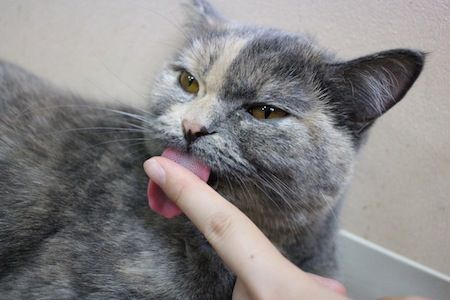 IMG_4890