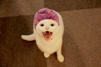 ぷりん