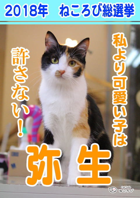 総選挙2018やよ