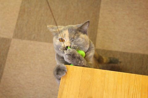 IMG_7481