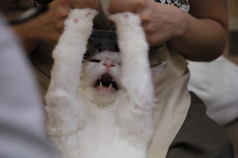 _MG_0542 のコピー