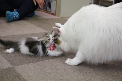 こたろ